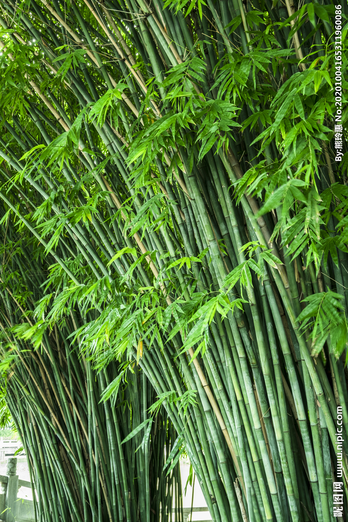 毛竹林摄影图__树木树叶_生物世界_摄影图库