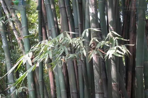 史上超全竹类植物识别图鉴,值得收藏